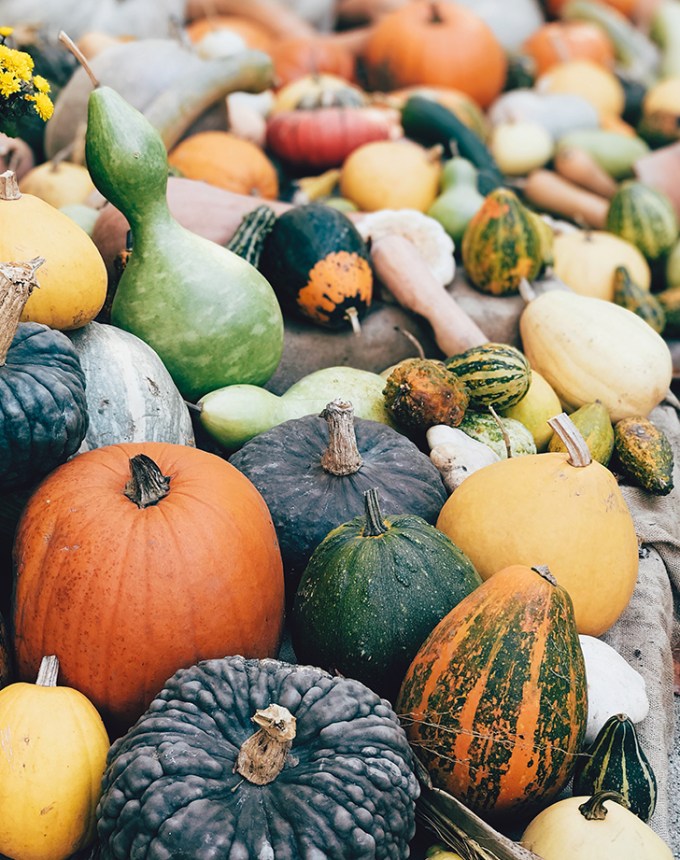 fall activities buy gourds at the farmers market