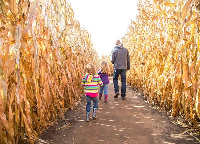 fall activities get lost in a corn maze