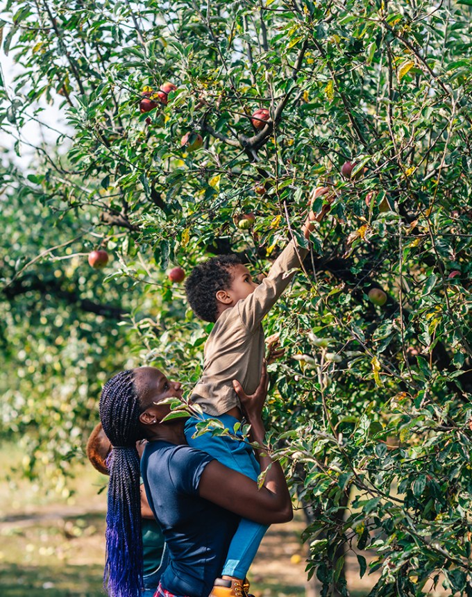 fall activities go apple picking