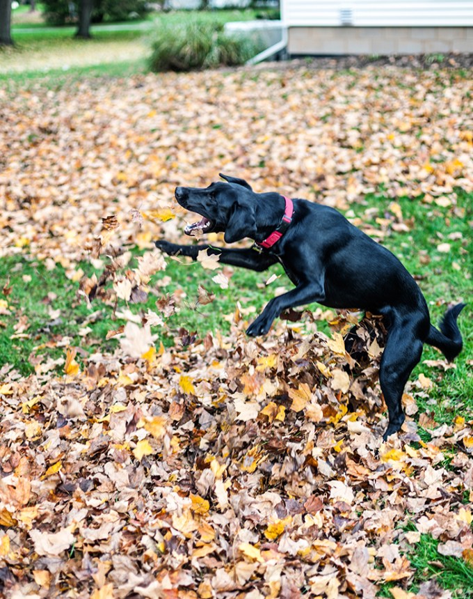 fall activities rake a giant pile of leaves