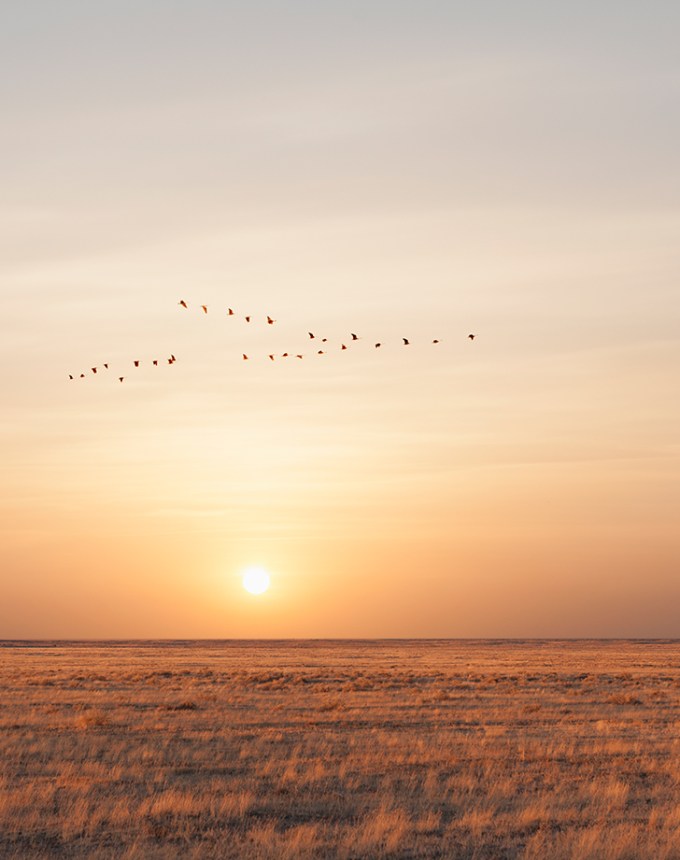 fall activities watch the geese fly south