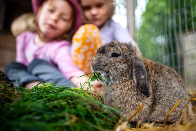 petting zoo