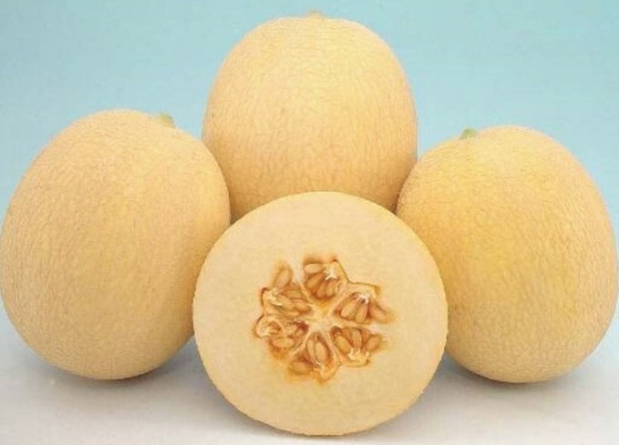 types of melon autumn sweet