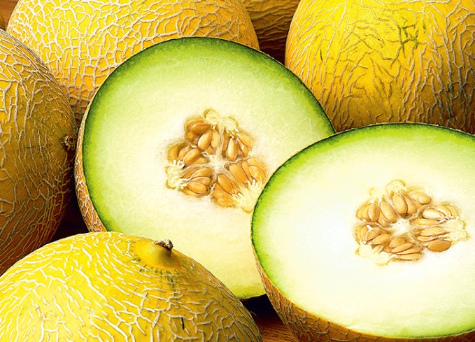 types of melons galia melon