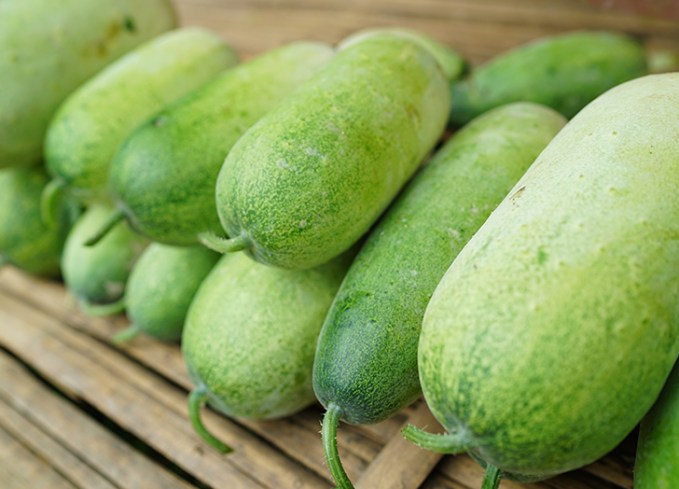 types of melons winter melon