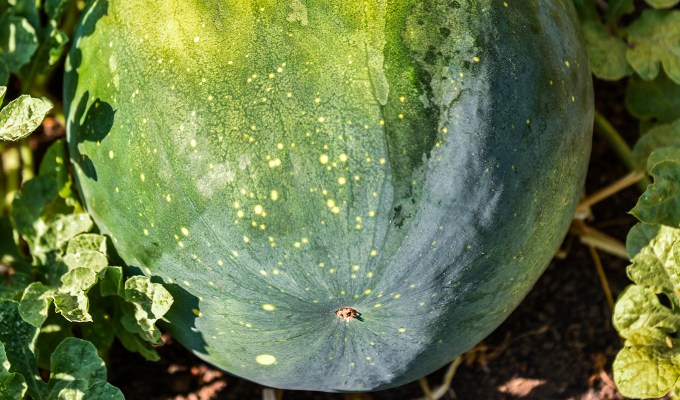 types of melons moon and stars